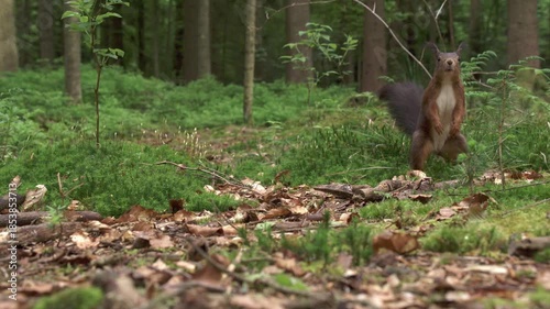 squirrel foraging on forest floor in slow motion