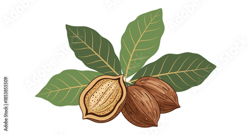 Natural illustration of pecan nuts in their shells accompanied by green leaves showing a botanical study of healthy organic tree nuts.