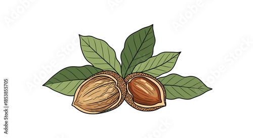 Realistic illustration of open and whole almond nuts with their shells and green leaves showing a natural healthy food theme.