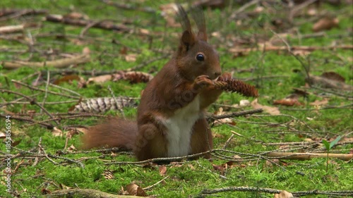 squirrel gnawing on pine cone