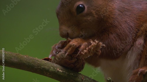 squirrel gnawing on pine cone
