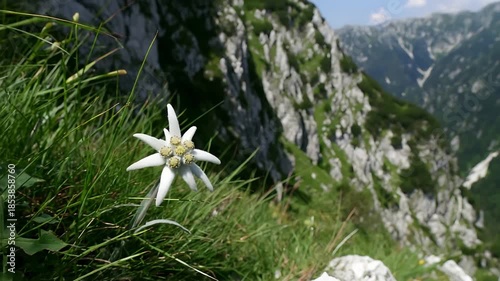 Majestic Edelweiss flower thrives on a steep mountain face under a clear summer sky.