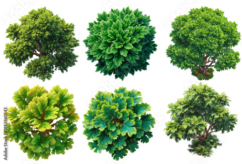 Top of view tree photo set with transparent background