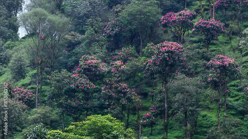 Vibrant Pink Flowers Blooming on Lush Green Trees Covering a Scenic Mountain Hillside.