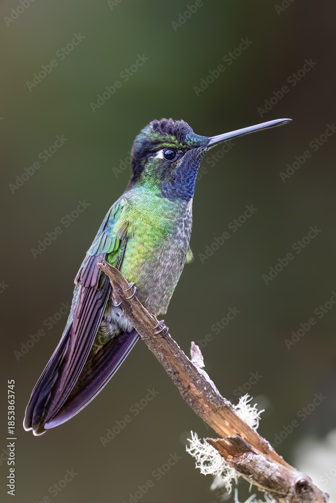 Fototapeta premium The Talamanca hummingbird or admirable hummingbird, Eugenes spectabilis