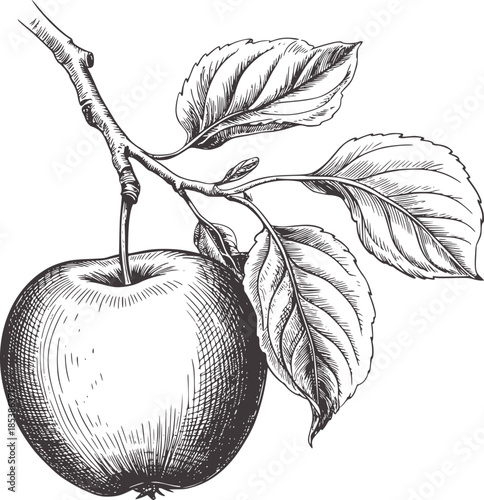 Detailed black and white botanical line of an apple with leaves a stem