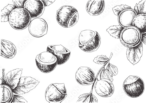 Detailed black and white hand drawn hazelnuts and leaves line