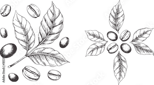 Detailed black and white botanical of coffee plant with leaves and beans