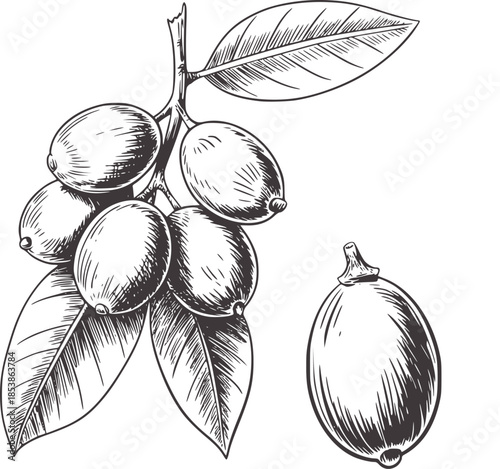 Detailed black and white hand drawn olive branch with leaves and fruit