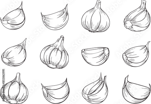 Twelve black and white line of garlic cloves and bulbs