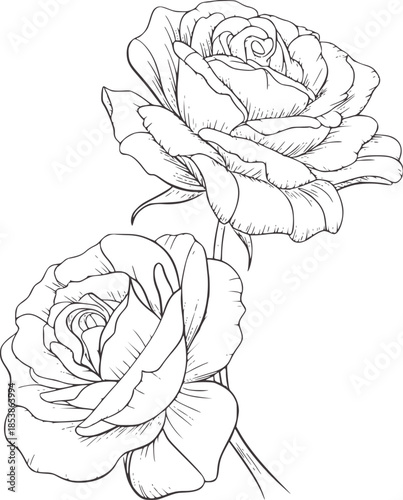 Two blooming roses in black and white line with stems