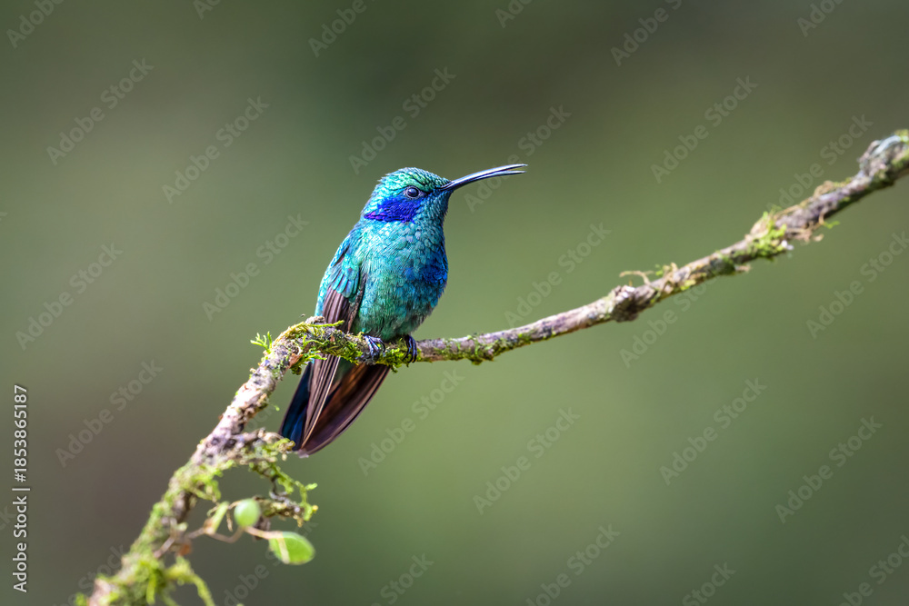 Fototapeta premium The lesser violetear, Colibri cyanotus, also known as the mountain violet-ear