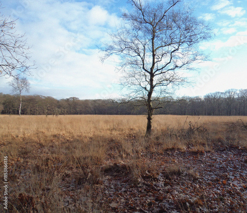 Lonely tree in the field. Minimalist view. Nature backdrop. Beautiful natural flyer, card design. Nature Template for presentation or product 