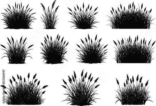 Collection of cattail grass silhouettes, wild marsh plants, wetland vegetation, natural foliage elements, vector plant illustrations, landscape design, nature graphics, reed grass, bush, growth.