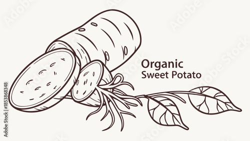 Organic sweet potato illustration with leaves and roots