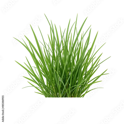 Green grass tuft isolated on white background