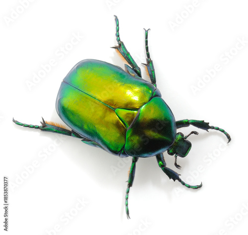 Green rose chafer beetle isolated on white background