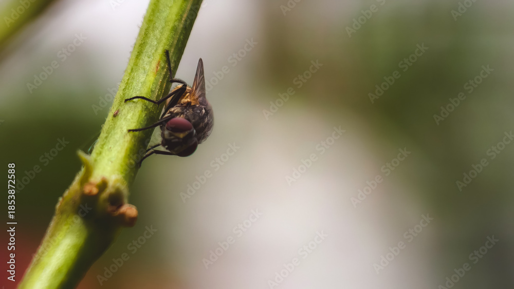 Naklejka premium Close-up of a fly perched on a green stem in a blurry natural environment