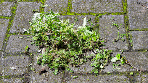 Clearing weeds that grow