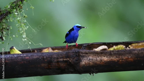 The Red-legged Honeycreeper, Cyanerpes cyaneus, bird feeding on fruit at a feeder