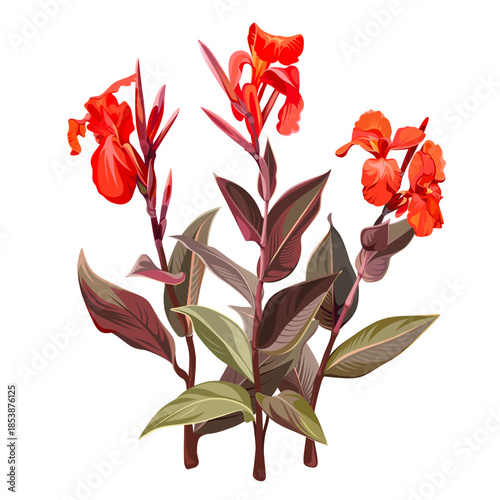 Сanna Lily. Red flowers with leaves. Plants isolated on a white background. Tropical houseplants. 
