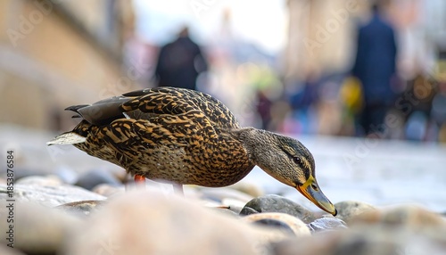 A close-up view of a duck searching among pebbles. A blurred background with people walking. Light is natural