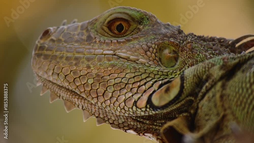 close up of iguana
