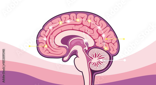 Human Brain Anatomy Illustration with Neural Pathways Highlighted in Pink and Purple Tones
