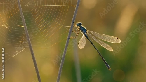 dragonfly on a leaf
