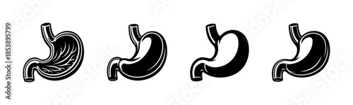 Stomach anatomy set, organs diagram, flat vector illustration, medical graphics