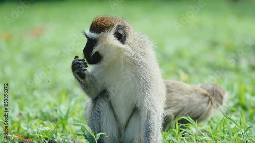 monkey in the nature