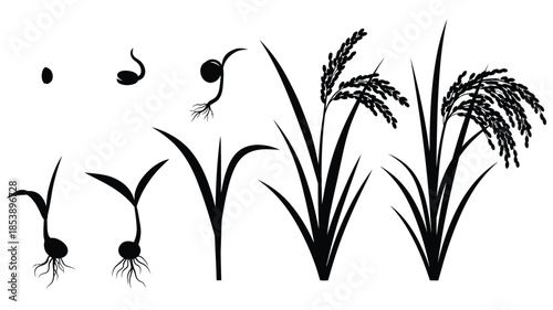 The life cycle of a rice plant from seed to mature grain