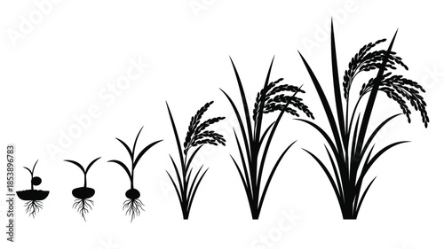 The lifecycle of rice from seed germination to mature plant growth