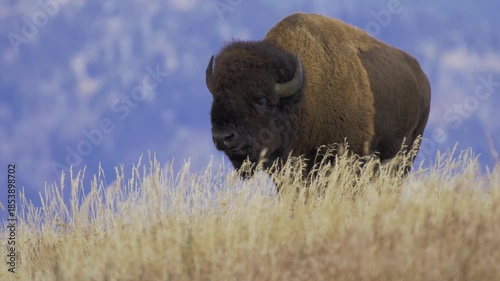 american bison buffalo