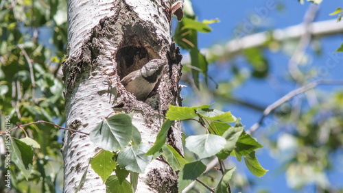 bird on a tree