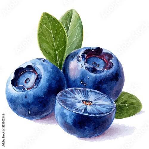 Watercolor vector illustration of Bilberry Slices, isolated on white background.