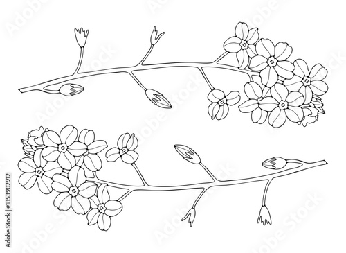 Non forget-me-nots flowers outline or sketch isolated on white background. Hand drawn floral illustration.