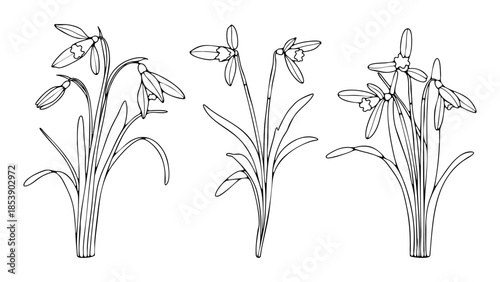 Hand drawn snowdrop flowers outline or sketch isolated on white background. Vector flower black and white illustration