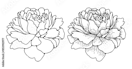 Hand-drawn lush peony flower outline or sketch for publications or coloring books. Vector black and white flower illustration.