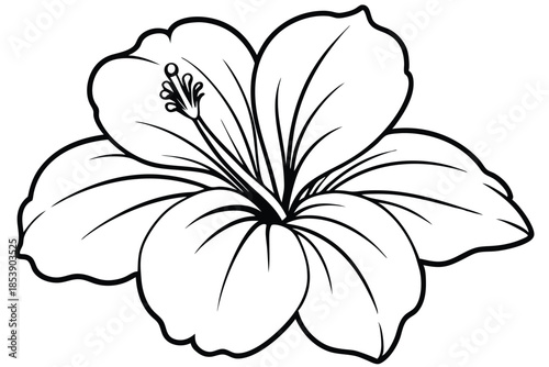 hibiscus silhouette line art vector illustration with a white background