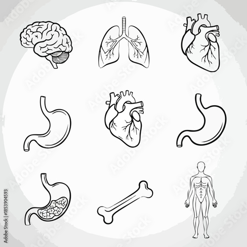 Collection of hand-drawn medical illustrations depicting human organs including the brain, lungs, heart, stomach, bone, and anatomical figure.