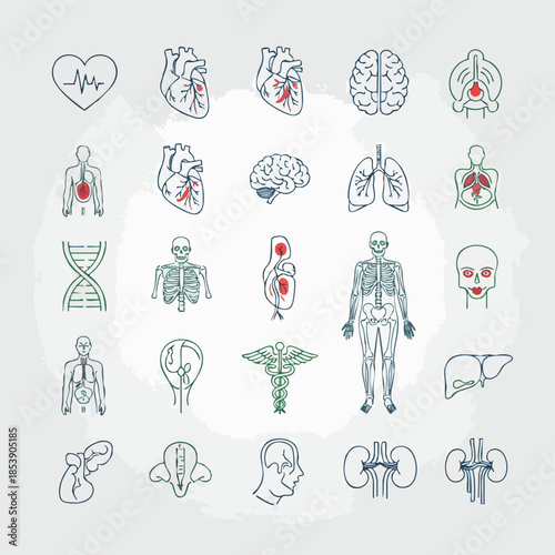Collection of medical icons representing human anatomy and organs, including the heart, brain, lungs, and skeleton.