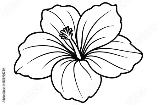hibiscus silhouette line art vector illustration with a white background