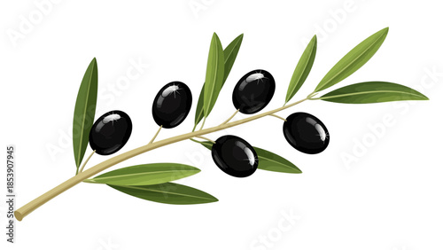 Illustration of an olive branch with black olives and green leaves, isolated on white