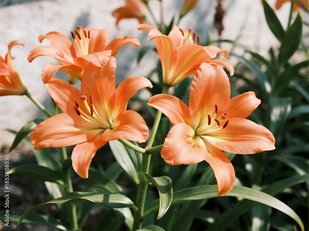 Obraz premium Bright orange lilies contrast beautifully with deep green foliage and variegated leaves
