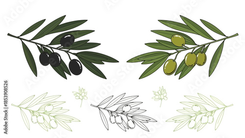 Elegant olive branches showcasing detailed botanical illustration and natural beauty
