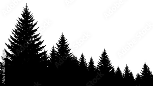 Silhouette of a dense coniferous forest against a stark white background scene