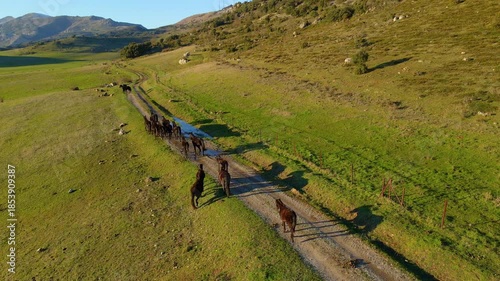 Aerial video of horses walking along a rural dirt road through a green meadow. The herd moves peacefully across an open landscape with hills and mountains, representing nature, freedom, rural life,