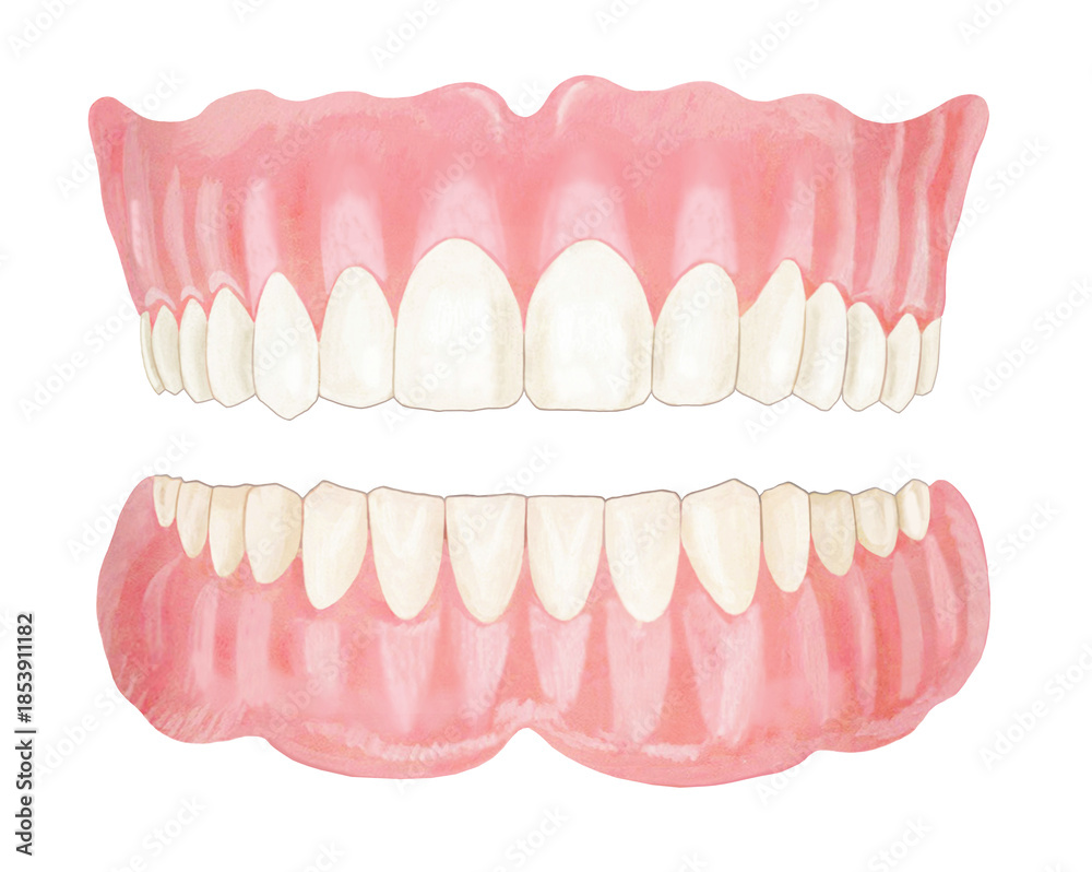 Obraz premium 入れ歯のイラスト- 2 