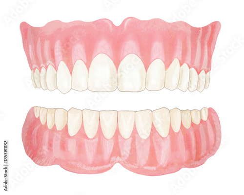 入れ歯のイラスト- 2　 